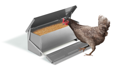 Mangeoire automatique pour poules