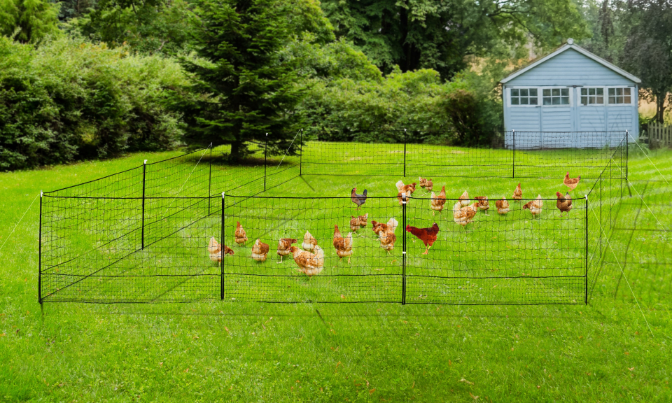 Kit clôture Nomade pour poules 50 m²